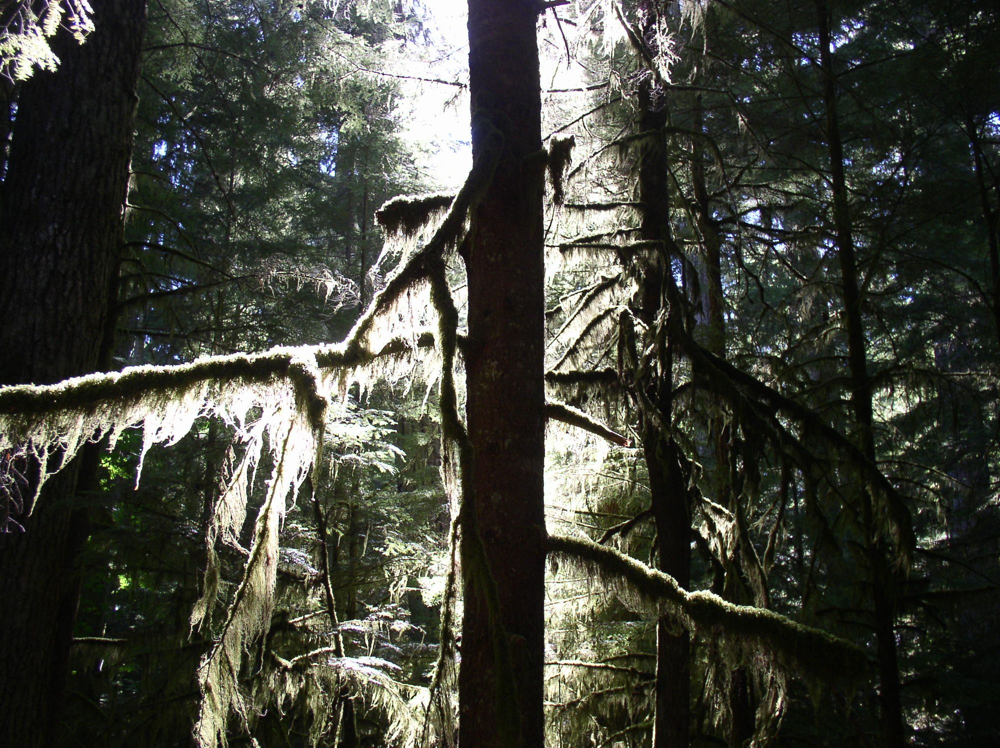 Nature's Fallacy